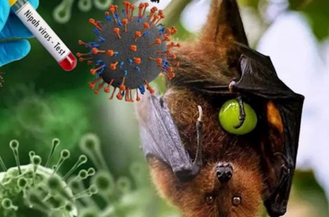  “مُخطّط شيطاني للسيطرة على العالم”!.. “نيباه” فيروس قد يقتل بنسبة 70% فأين انتشر وهل يذهب بالدول للإغلاق الجماعي وكيف ينتقل وما هي أعراضه؟.. “الخفاش” مُجَدّدًا المُتّهم وهل سيتفشّى عبر موسم العمرة؟